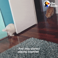 Cat GIF by The Dodo