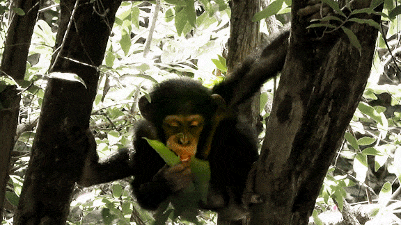 nature pbs monkey GIF by ThirteenWNET