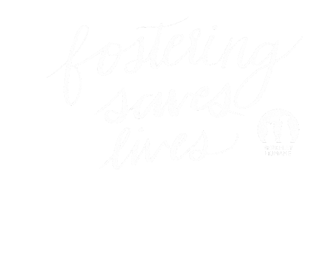 Cats Adopt Sticker by Berkeley Humane