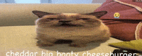 Fat Cat GIF