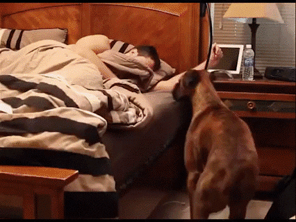 hooman GIF