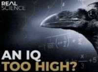 An Iq Too High GIF