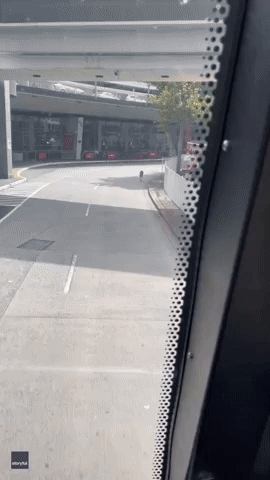Kangaroo Spotted Hopping Around Melbourne Airport
