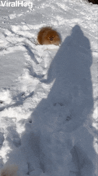 When your Pom Becomes a Snow Pom Pom