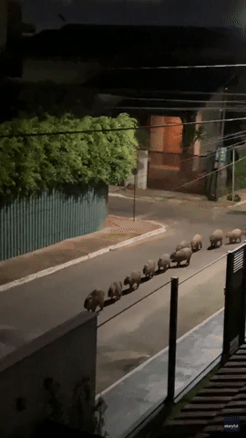Capybaras Take a Walk Through Brazilian Neighborhood