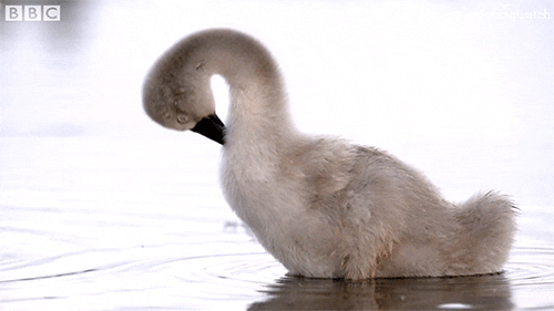 baby uk GIF by BBC Earth