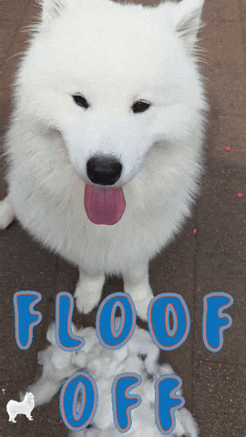 Dog No GIF