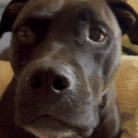 transgreaser dog black dogs brown GIF