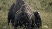 Yellowstone GIF by Nat Geo Wild