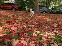 Dog Run GIF