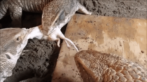AnimalsForYou giphyupload nile monitor lizard GIF