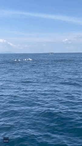 Photographer Has Incredible Encounter With Dozens of Dolphins in Malaysia
