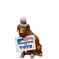 Video gif. Panting Golden Retriever wearing an American flag top hat against a transparent background, wears a sign around its neck that reads, “Register to vote.” Text emerges about its head, “Don’t Fur-get.”