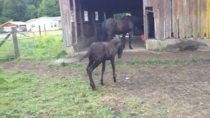 week mule GIF