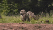 Run Move GIF by PBS