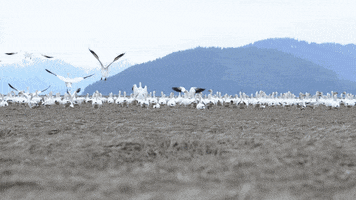 snow migration GIF