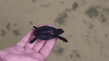 baby turtle in a hatchery in sri lanka GIF by For 91 Days
