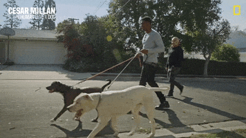 Nat Geo Dog GIF by National Geographic Channel