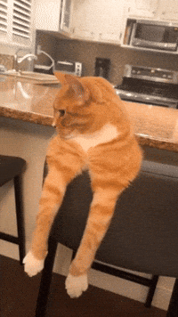 Cat Orange GIF