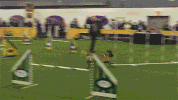 dog GIF by Westminster Kennel Club