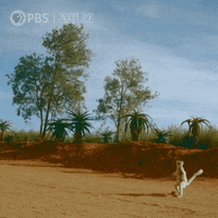 Pbs Nature Animales GIF by Nature on PBS