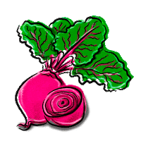 Rosa Remolacha Sticker
