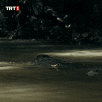 Water What GIF by TRT