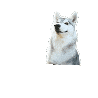 Siberianhusky Dogreaction Sticker by mrackova.foto