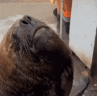 Elcatador GIF