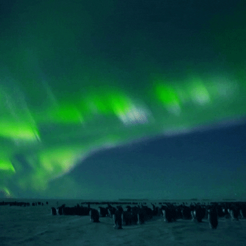 northern lights penguins GIF by BBC America