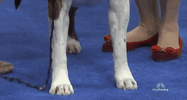 national dog show 2018 GIF by NBC