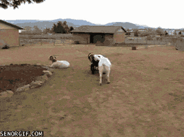 GIF by Random Goat