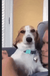 Kopek Similing GIF