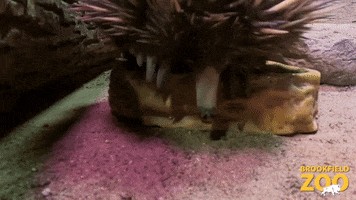 Up Close And Personal GIF by Brookfield Zoo