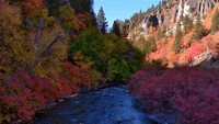 Red and Gold Trees Line Babbling Brook as Fall Comes to Utah's Logan Canyon