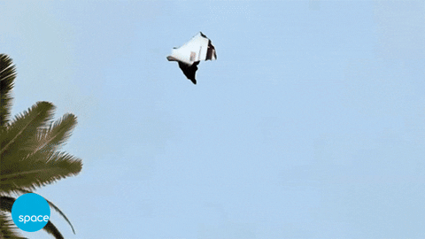 GIF by Space