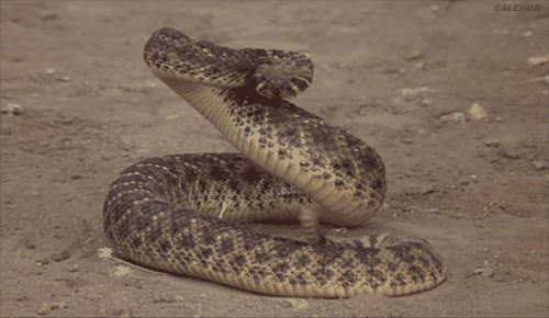 Snake Rattlesnake GIF