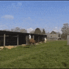 llama GIF