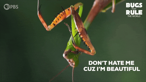 Im Beautiful Praying Mantis GIF by PBS