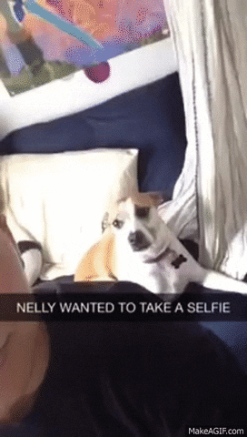 dog selfie GIF