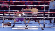 toprank boxing fighting espn fighters GIF