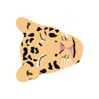 NicholeSesti cat leopard cheetah big cat Sticker