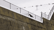 Snow Wow GIF by X Games
