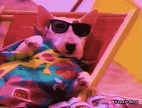 dog waving GIF