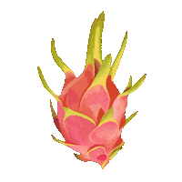 Dragon Fruit Rainbow Sticker