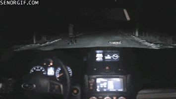 Dogs Cars GIF
