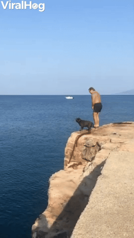Dog Cliff Dives into Water
