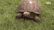 nat geo wild pets GIF by Dr. K's Exotic Animal ER