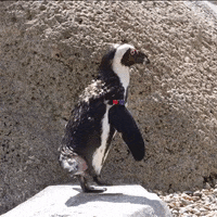 Dance Birds GIF by San Diego Zoo Wildlife Alliance