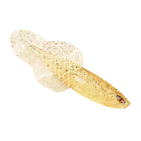 Fishing Lure Sticker by Chasebaits